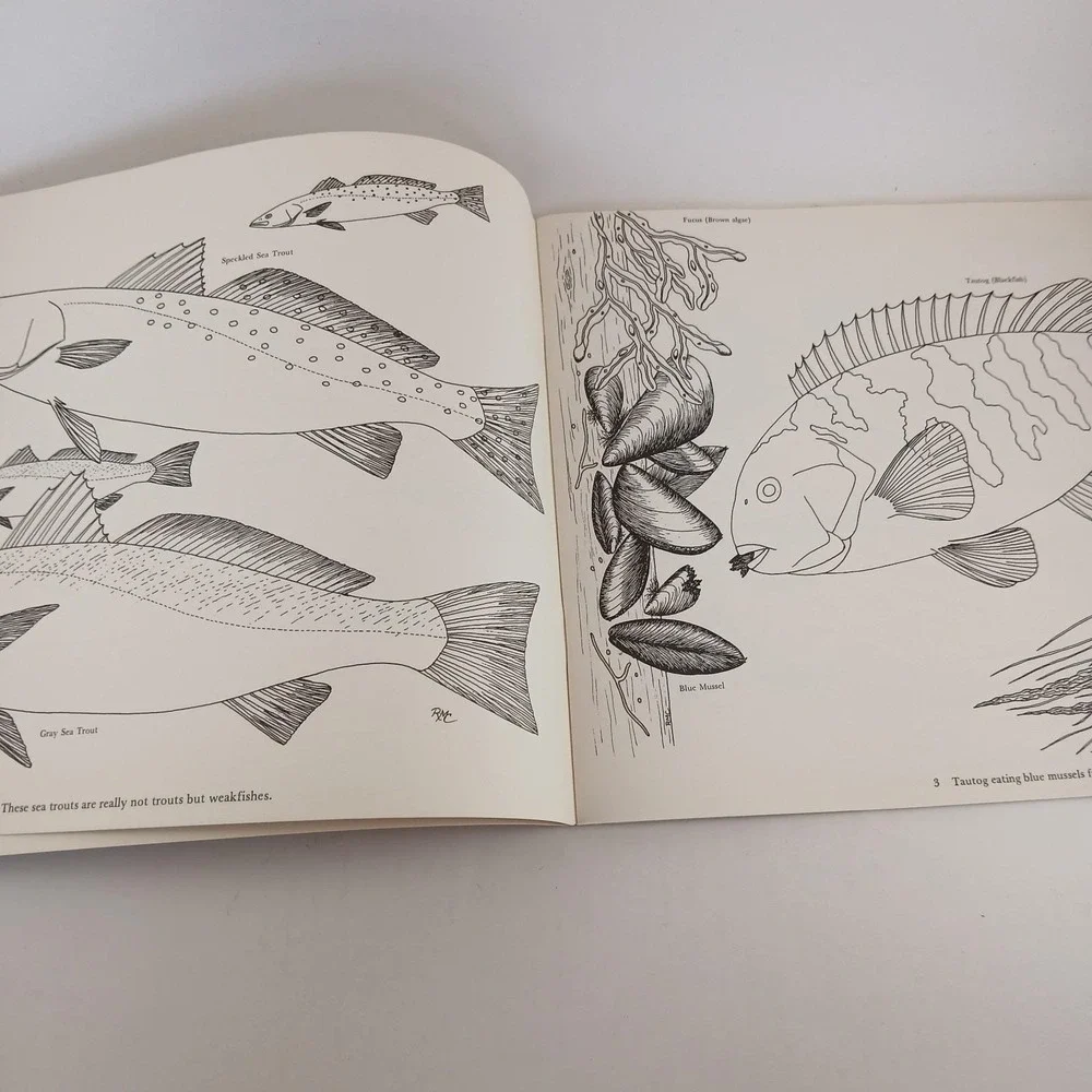 Vintage Pirates & Buccaneers/Atlantic Ocean Coloring Book Fish Animals Education